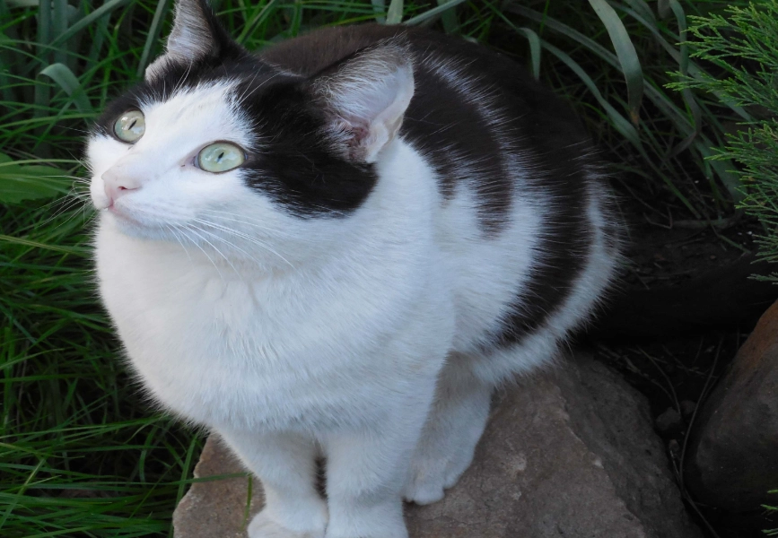 black and white cat care black and white cat care