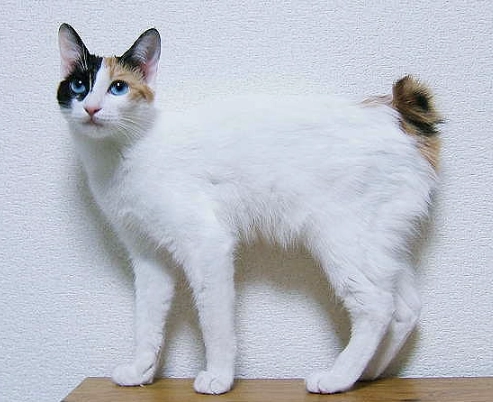 bobtail cat personality bobtail cat personality