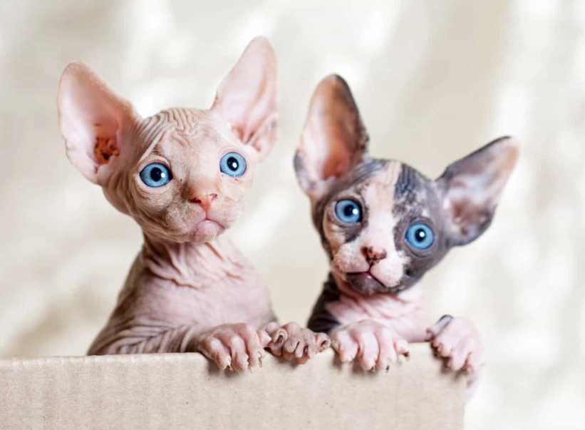 sphynx cat