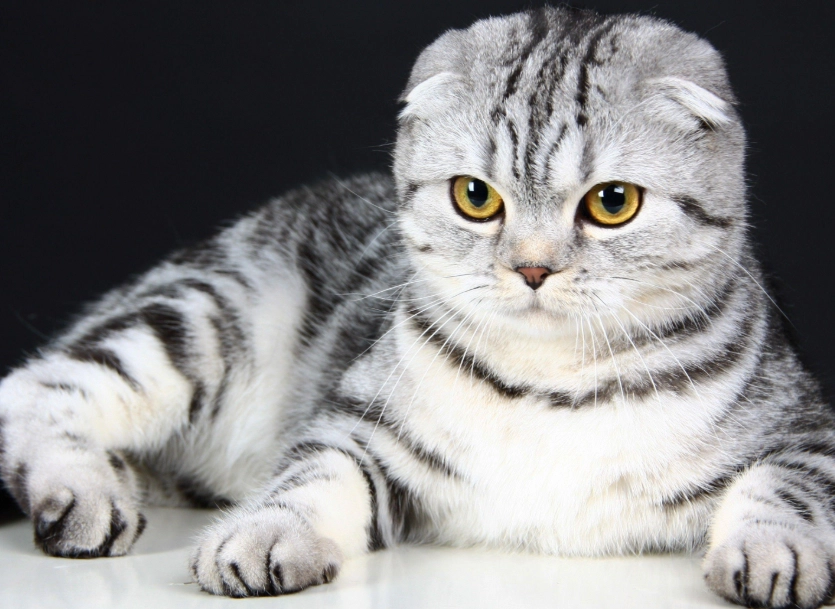 scottish fold cat health