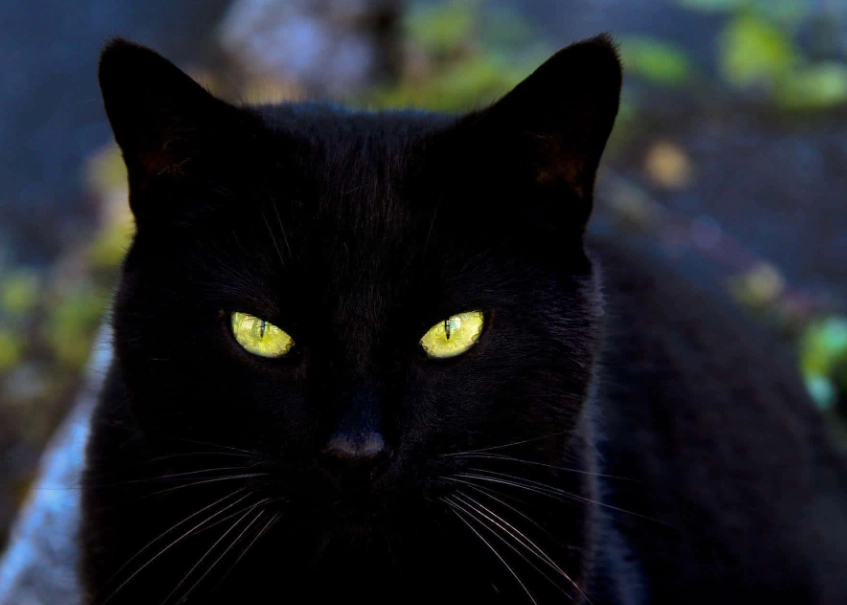 black cat care black cat care