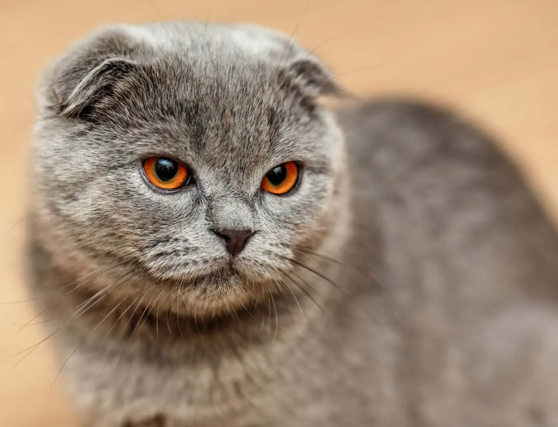 scottish fold cat health