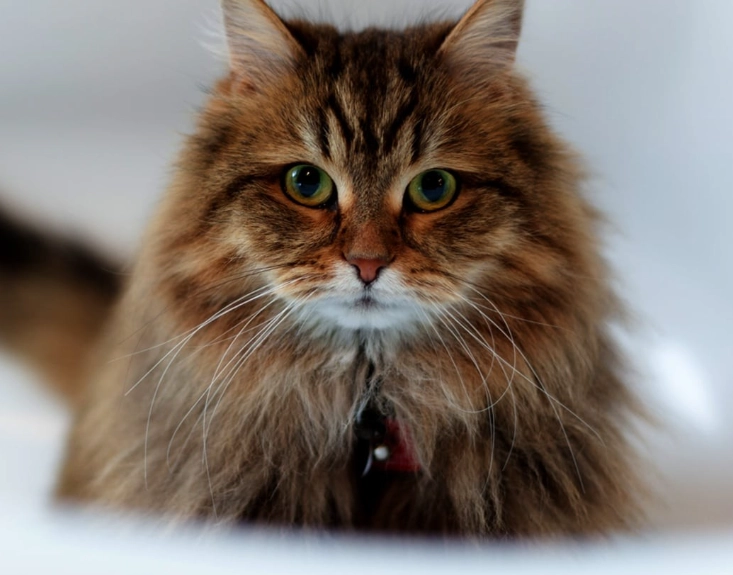 Siberian cat