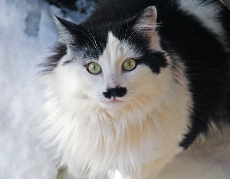 tuxedo cat personality tuxedo cat personality