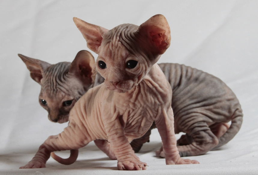 sphynx cat