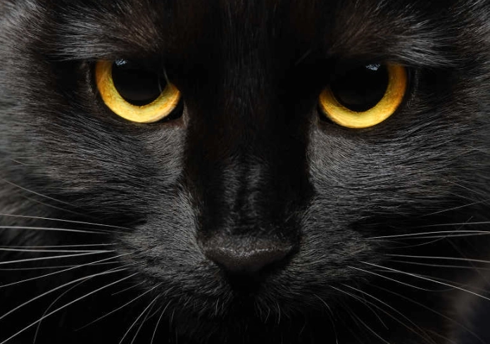 black cat breeds black cat breeds