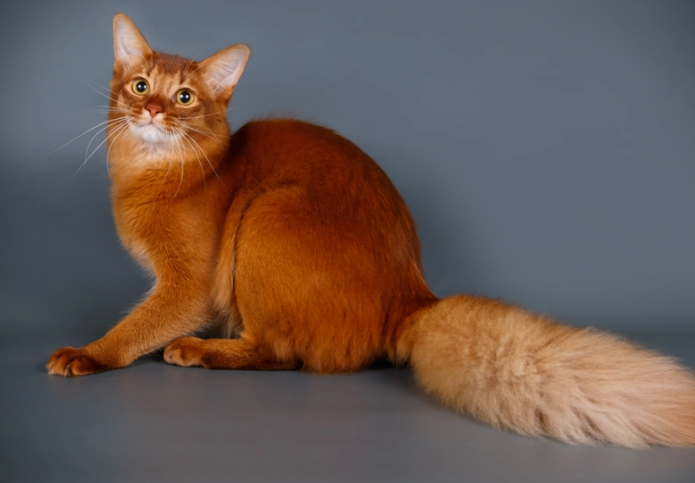Somali cat personality