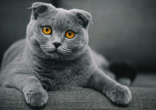scottish fold cat health