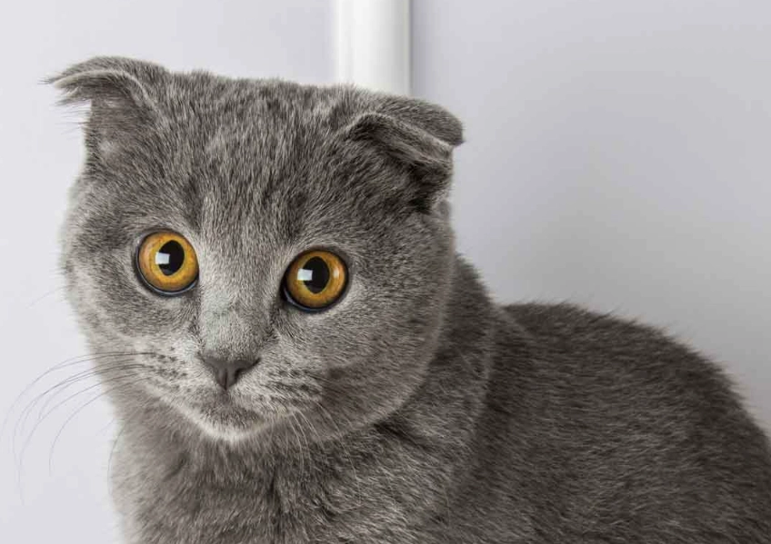 scottish fold cat personality