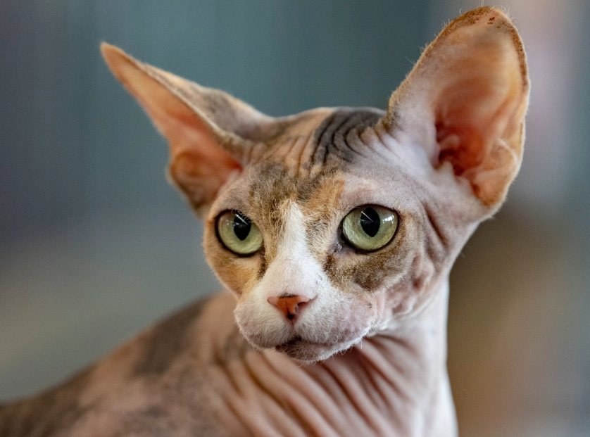 sphynx cat care