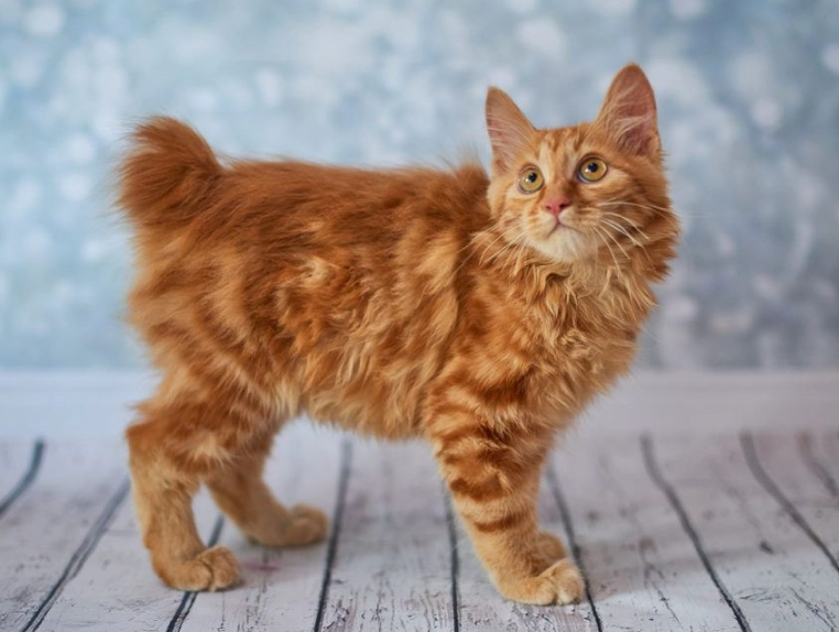bobtail cat breed bobtail cat breed
