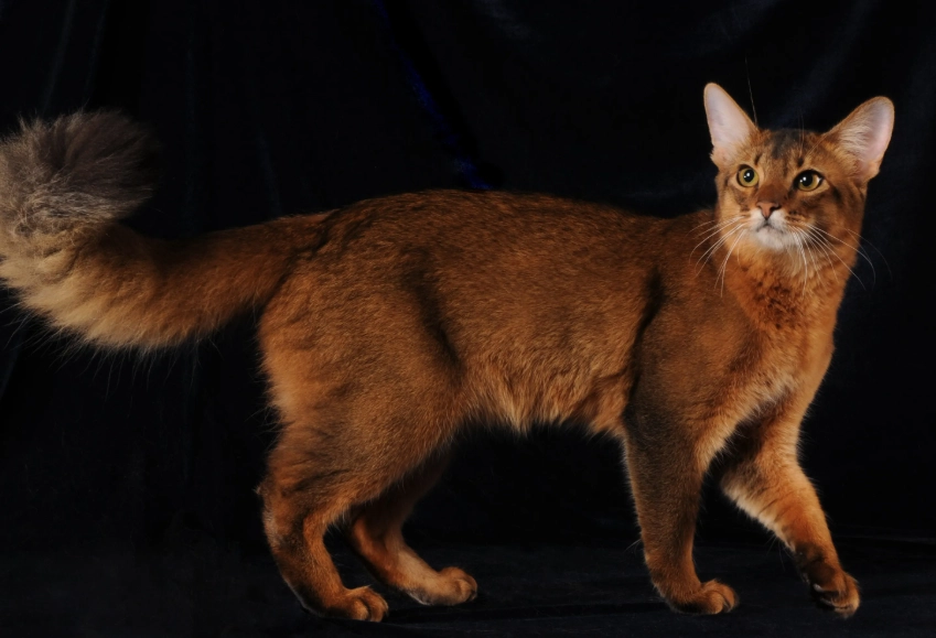 longhair Abyssinian