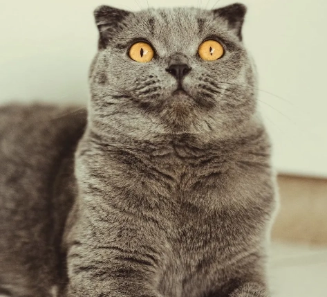 scottish fold cat personality