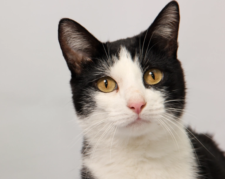 tuxedo cat personality tuxedo cat personality