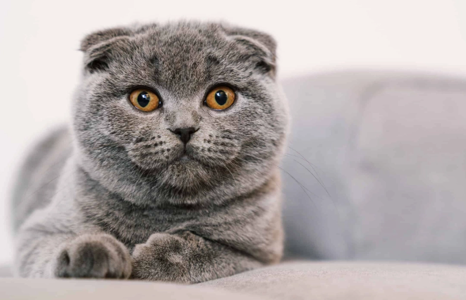 scottish fold cat personality
