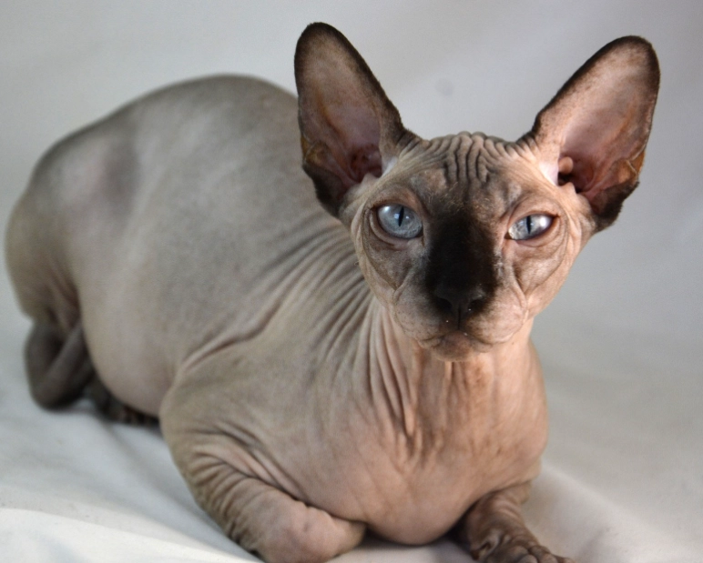 hairless cat breed