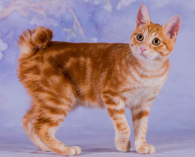 short tail cat short tail cat