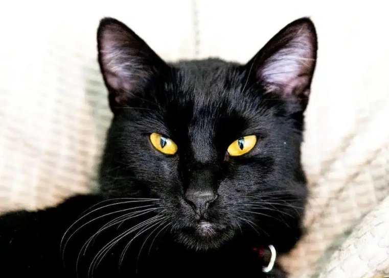 black cat breeds black cat breeds