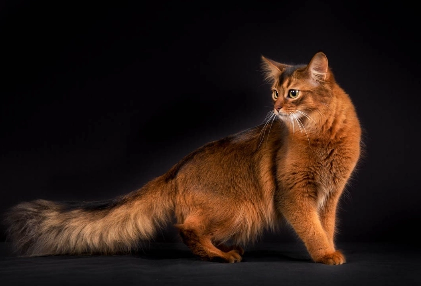 Somali cat care