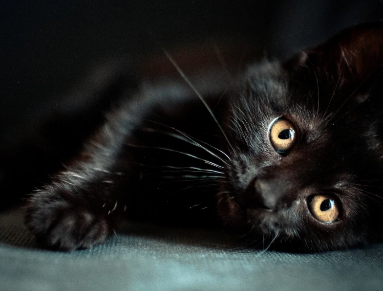 black cat superstition black cat superstition