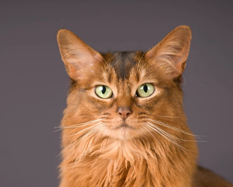 Somali cat personality