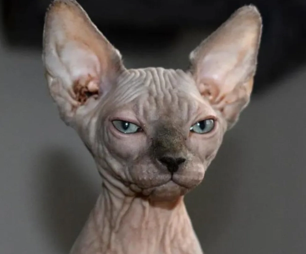 sphynx cat care