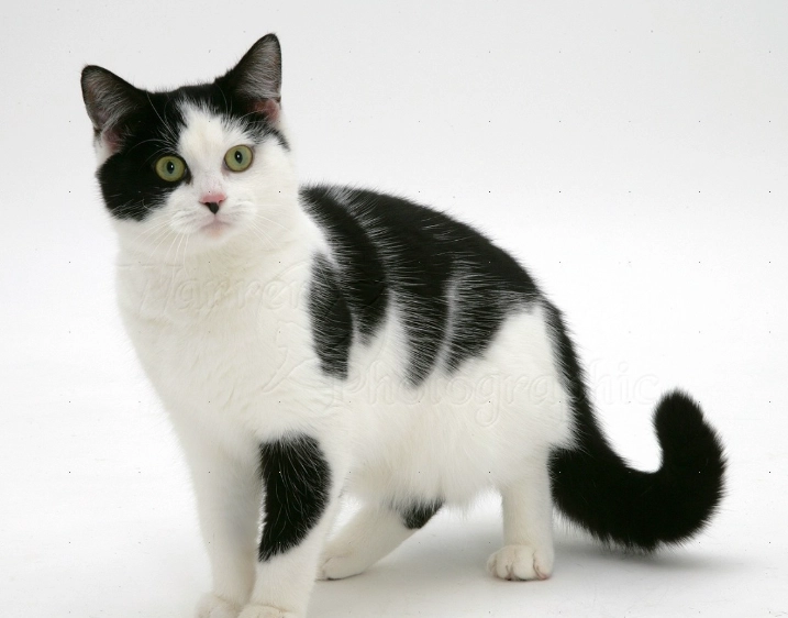 black and white cat care black and white cat care