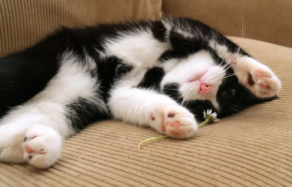 black and white cat breed black and white cat breed