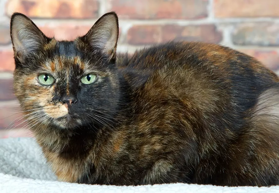 tortie cat personality tortie cat personality