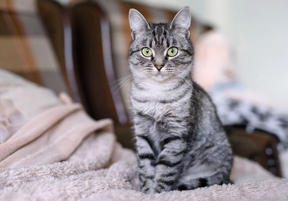 american shorthair personality