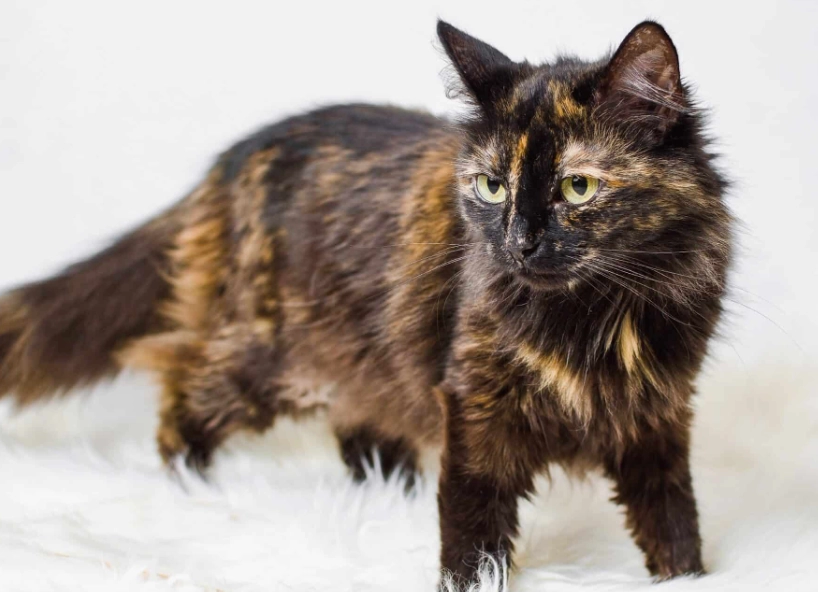 tortoiseshell cat tortoiseshell cat