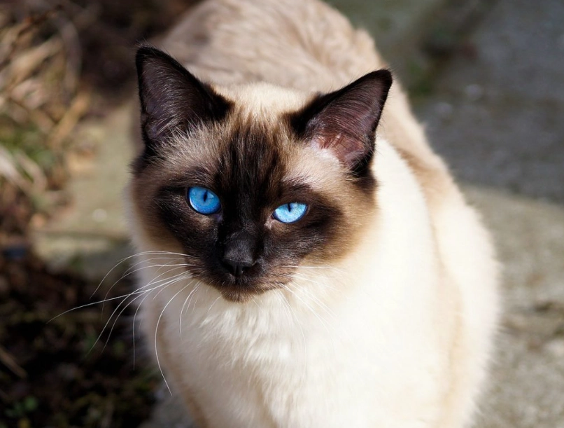 Siamese cat personality