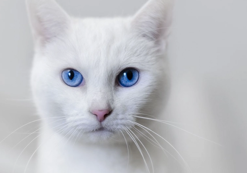 white cat health problems