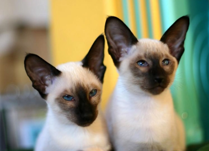 Siamese cat breed