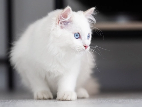 white cat personality