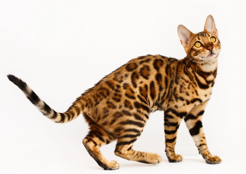 bengal cat care bengal cat care