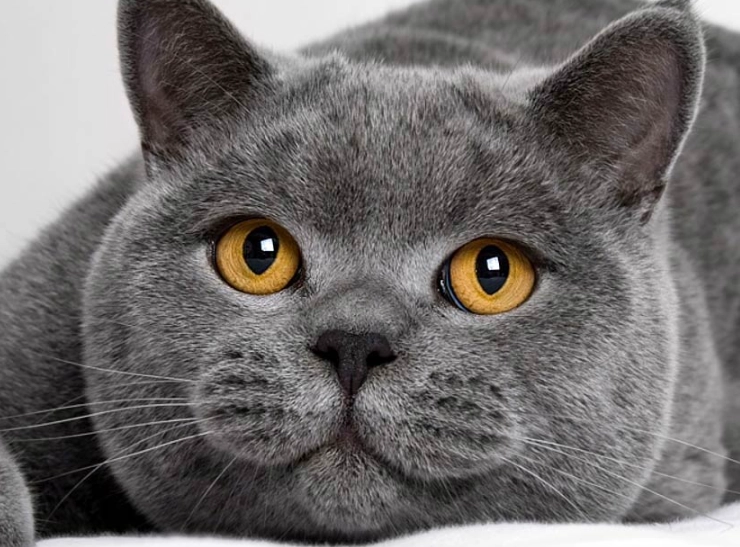 Russian Blue cat