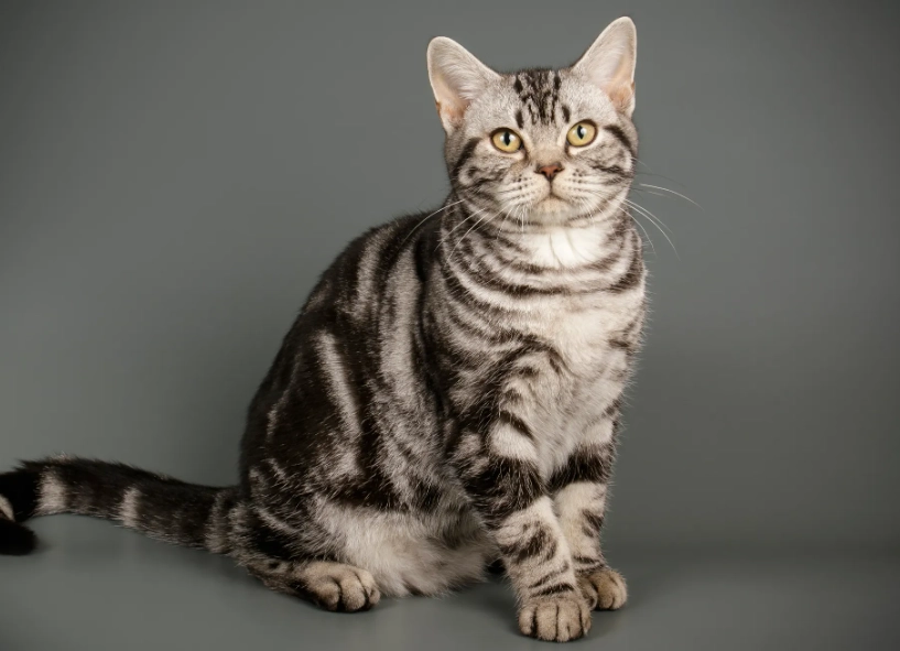 american shorthair personality