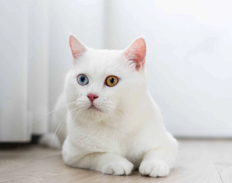 white cat personality