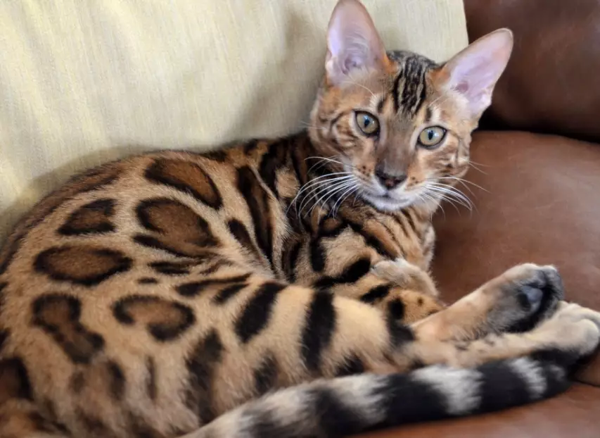 bengal cat bengal cat
