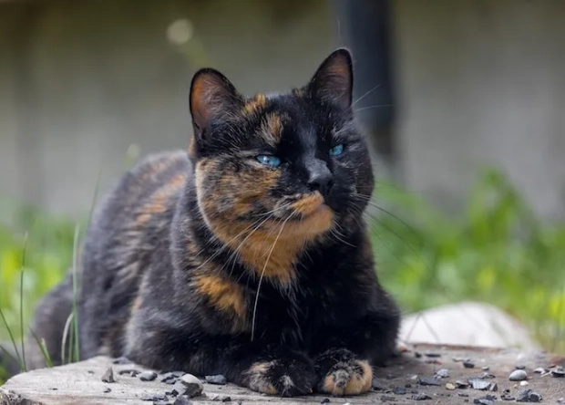 tortie cat personality tortie cat personality