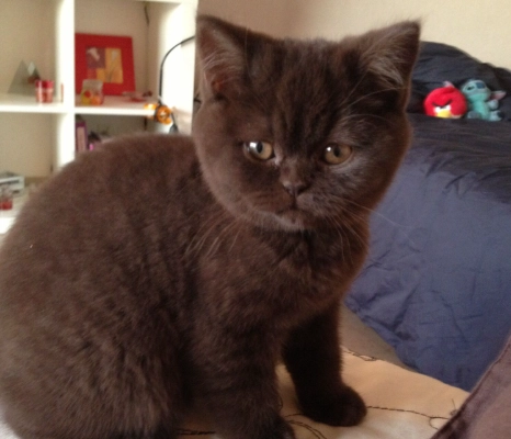 Chocolate colored cat personality Chocolate colored cat personality