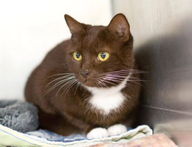 Chocolate brown cat care Chocolate brown cat care