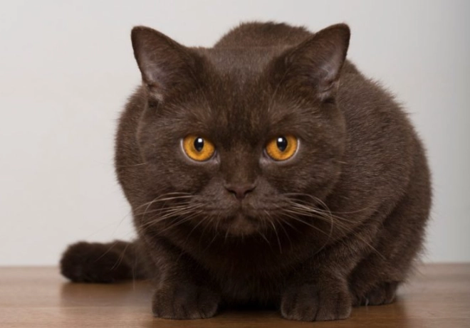 Chocolate colored cat personality Chocolate colored cat personality