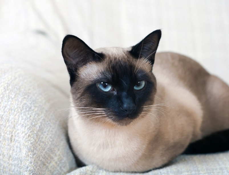 Siamese cat personality