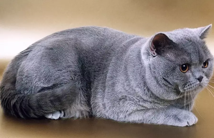 grey blue cat