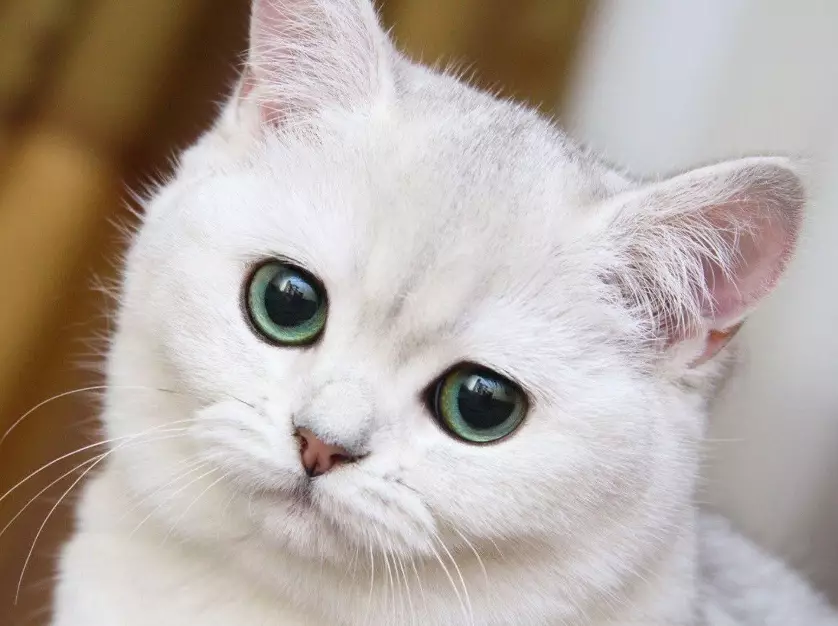 white cat personality