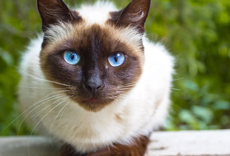 Siamese cat breed