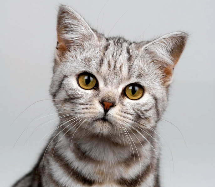 american shorthair grooming