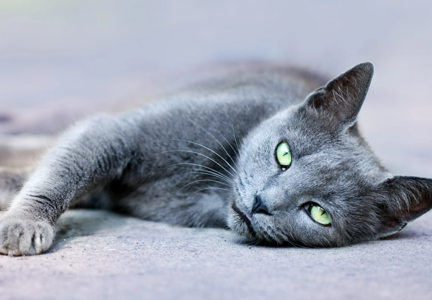 grey blue cat